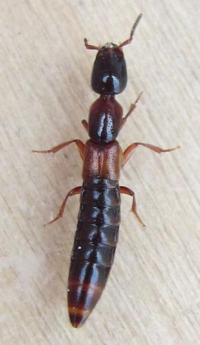 Xantholinus tricolor